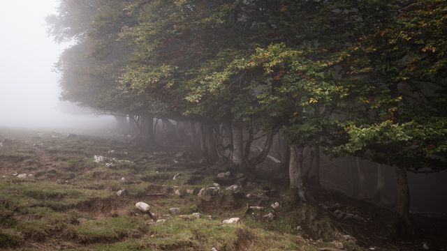 Forêt dans la brume